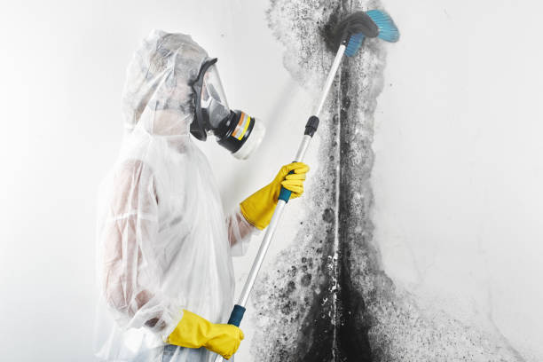 Best Mold Removal for HVAC Installations  in Marshall, WI