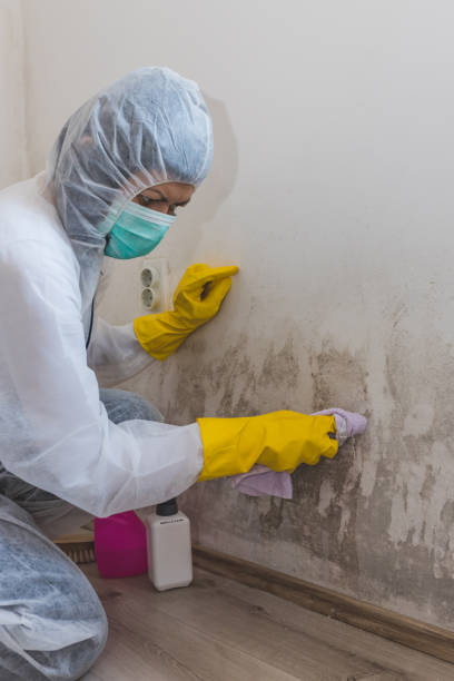 Best Emergency Mold Remediation  in Marshall, WI