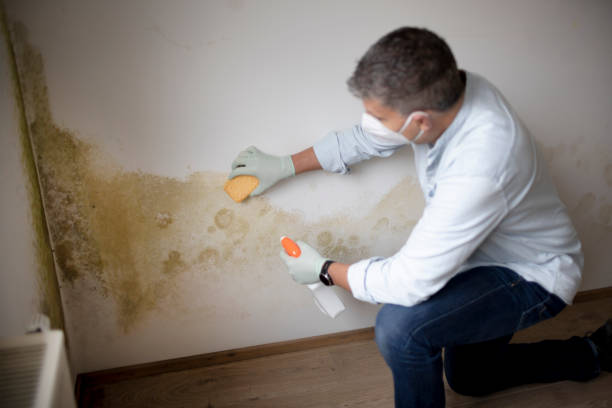 Best Forensic Mold Investigation  in Marshall, WI